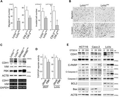 PBK Enhances Cellular Proliferation With Histone H3 Phosphorylation and Suppresses Migration and Invasion With CDH1 Stabilization in Colorectal Cancer